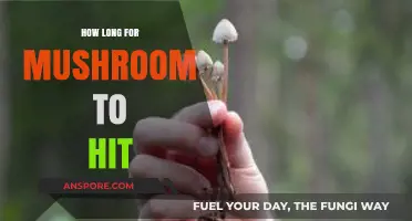 How Long Does It Take for Mushrooms to Kick In?