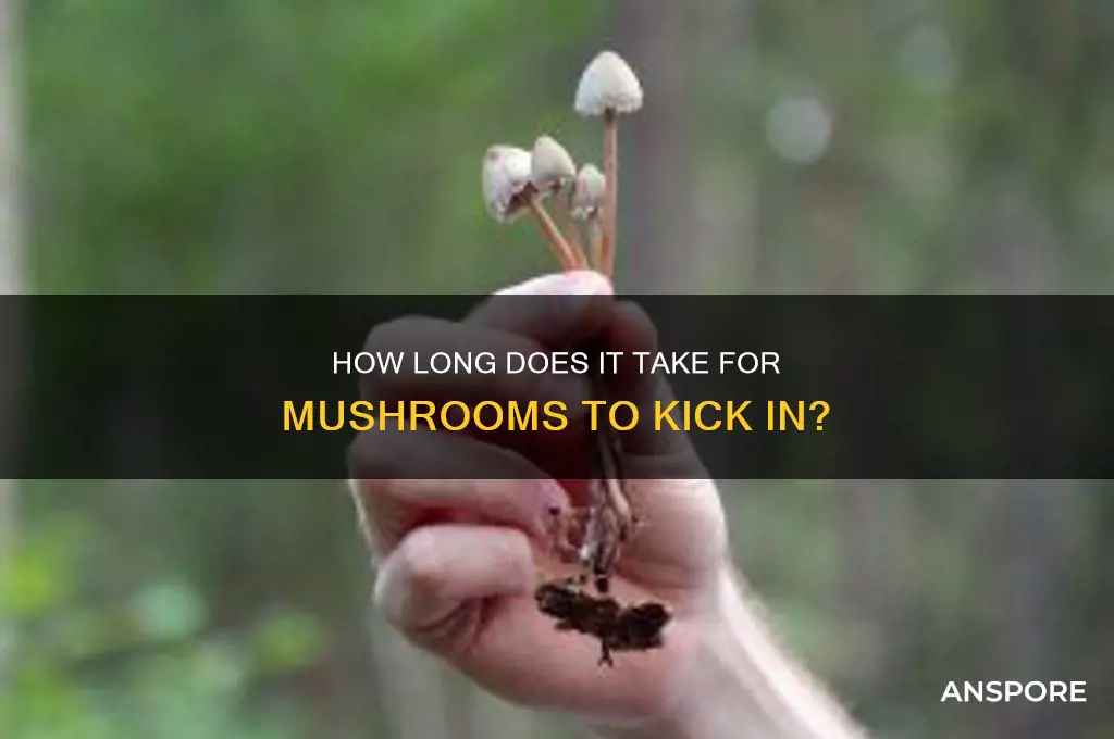 how long for mushroom to hit
