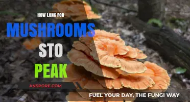 How Long Do Mushrooms Take to Peak: A Comprehensive Guide