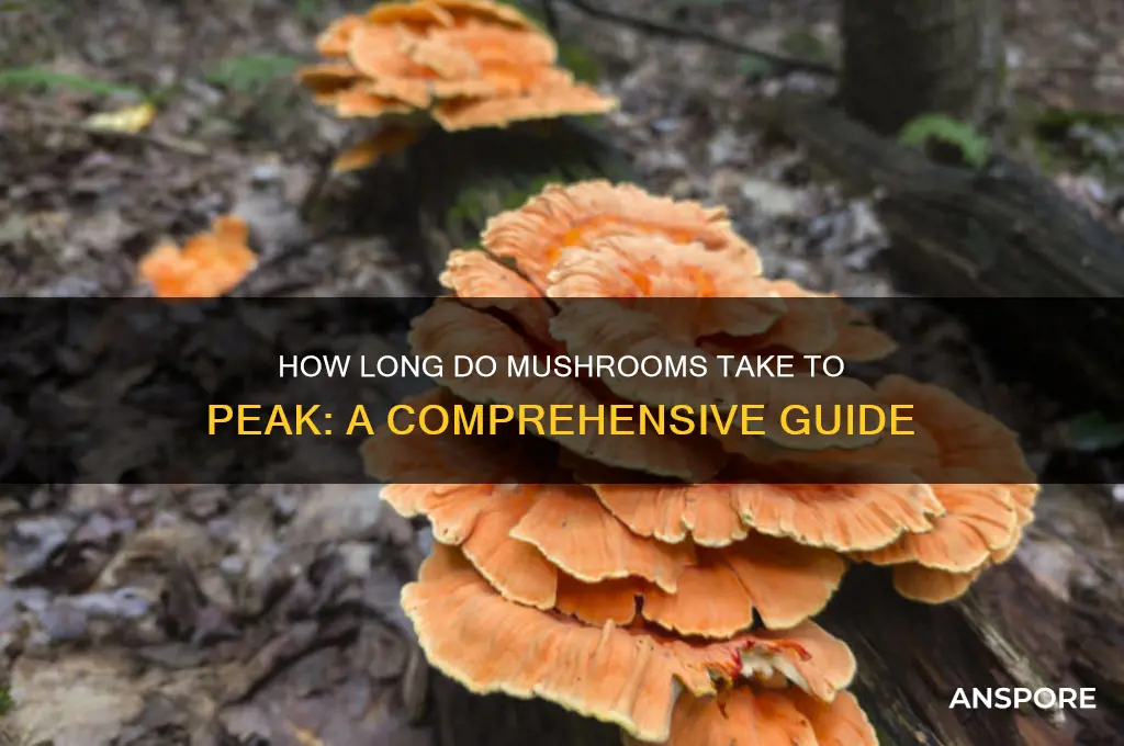 how long for mushrooms sto peak