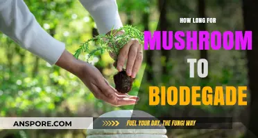 Mushroom Biodegradation Timeline: How Long Do They Break Down?
