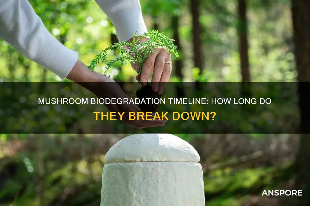 how long for mushrooms to biodegade