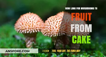 From Cake to Harvest: Mushroom Fruiting Timeline Explained