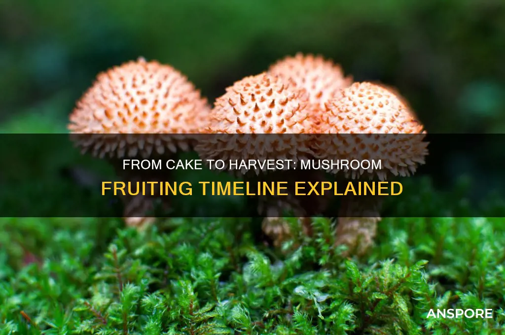 how long for mushrooms to fruit from cake