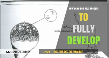 Mushroom Growth Timeline: From Spores to Full Development Explained