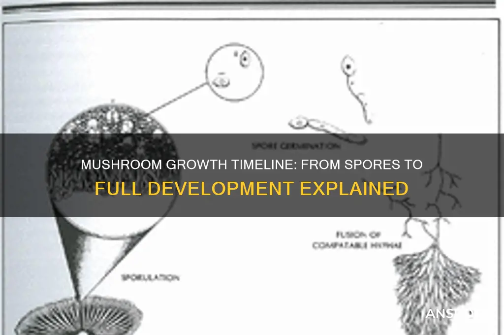 how long for mushrooms to fully develop