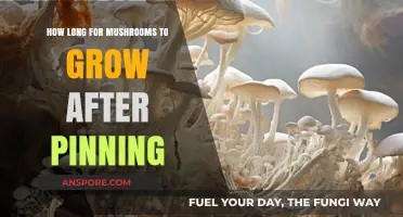 Mushroom Growth Timeline: Post-Pinning Development Explained in Detail