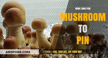 When Do Mushrooms Pin? Timing and Factors for Successful Fruiting