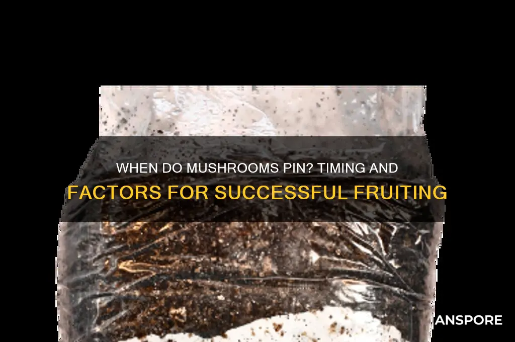 how long for mushrooms to pin