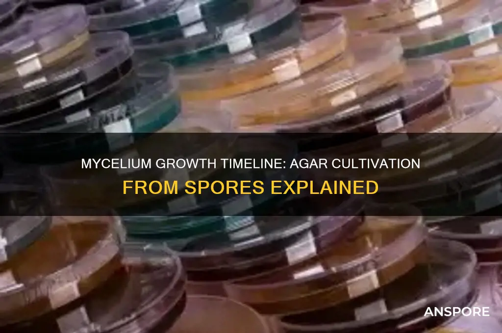how long for mycelium to grow on agar from spores