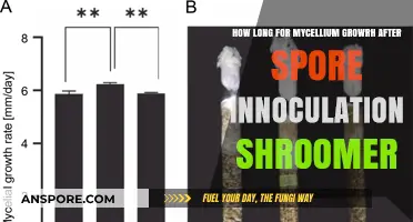 Mycelium Growth Timeline: Post-Spore Inoculation in Shroomery Cultivation Explained