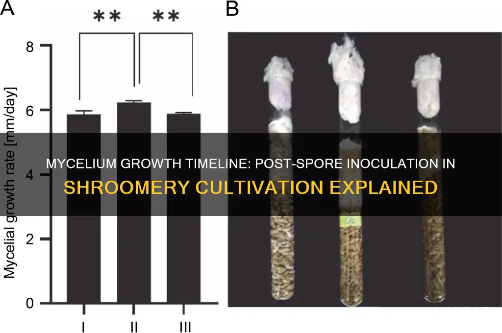 how long for mycellium growrh after spore innoculation shroomery