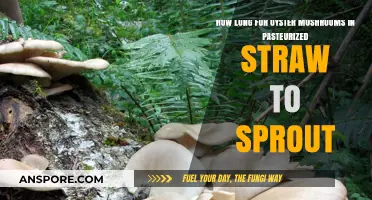 Oyster Mushrooms in Pasteurized Straw: Sprouting Timeline Explained