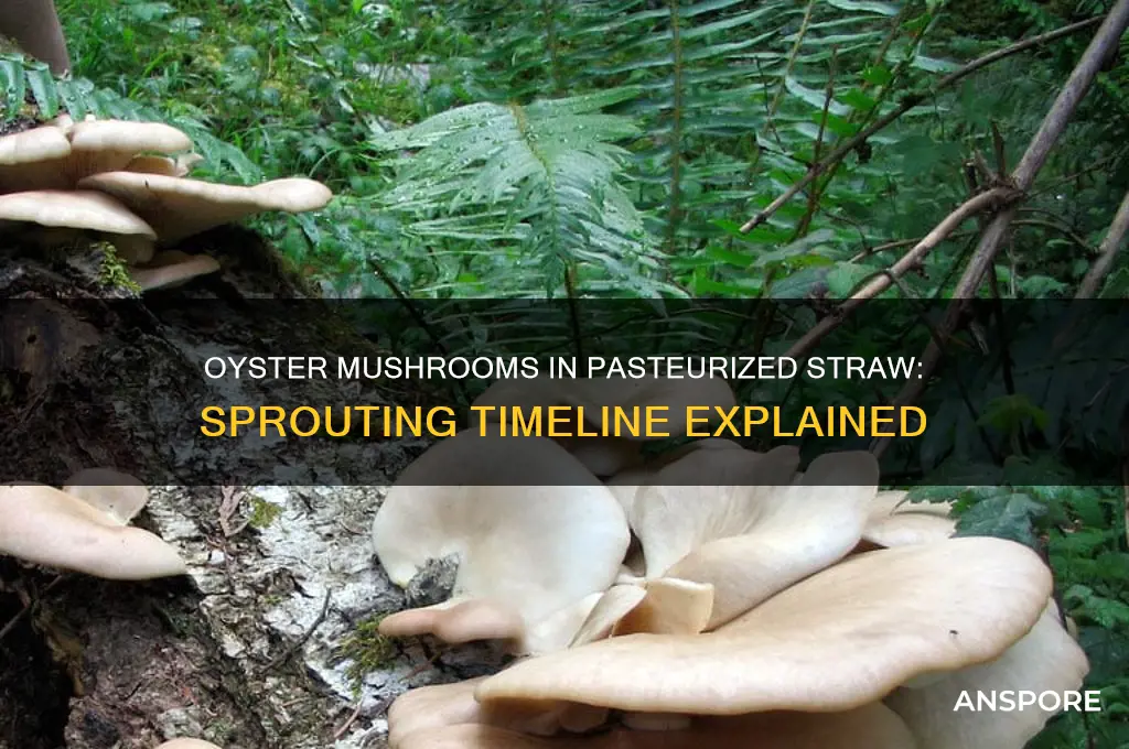 how long for oyster mushrooms in pasteurized straw to sprout