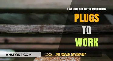 Oyster Mushroom Plugs: Timing for Fruiting and Harvest Success