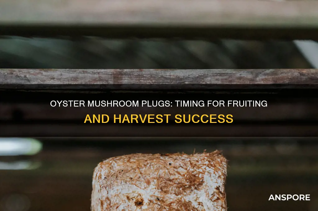 how long for oyster mushrooms plugs to work