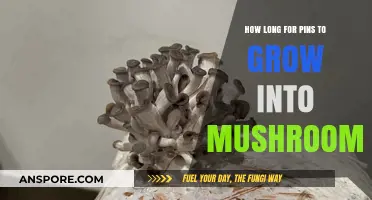 From Pins to Mushrooms: Understanding the Growth Timeline for Optimal Harvest