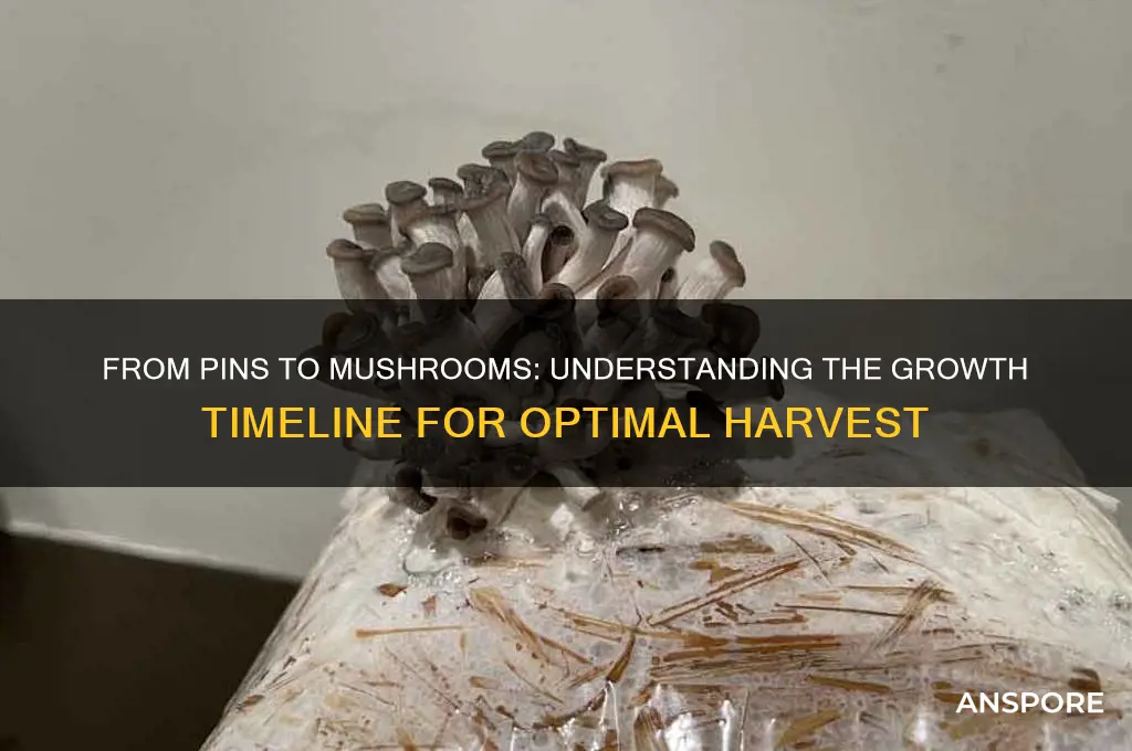 how long for pins to grow into mushrooms