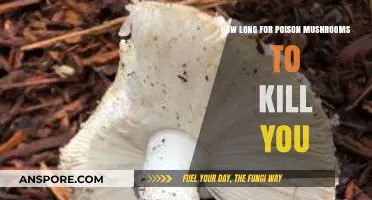 Deadly Mushroom Poisoning: How Long Until Symptoms Turn Fatal?