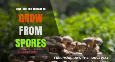 Shiitake Mushroom Growth Timeline: From Spores to Harvest