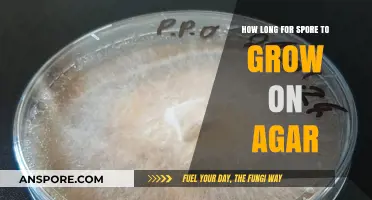 Optimal Conditions for Spore Growth on Agar: Timeframe Explained