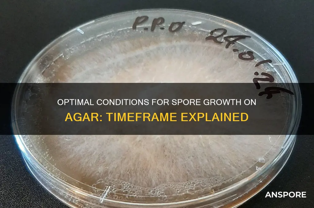 how long for spore to grow on agar