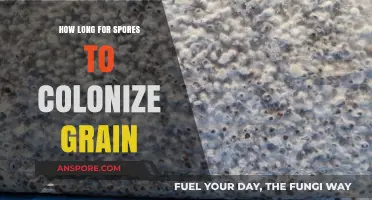 Understanding Grain Colonization: How Long Do Spores Take to Grow?