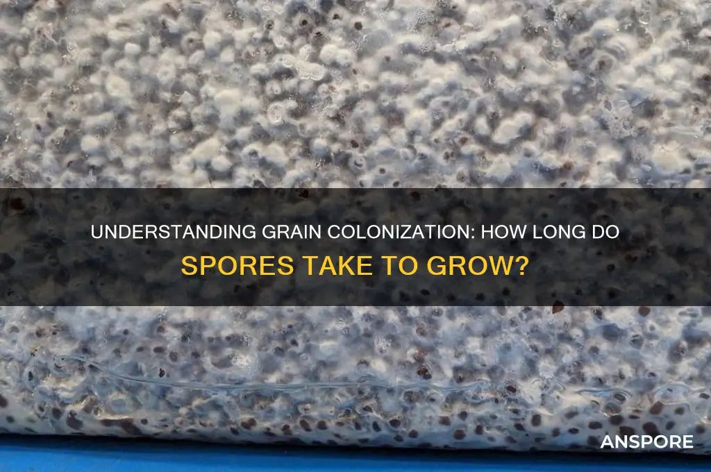 how long for spores to colonize grain