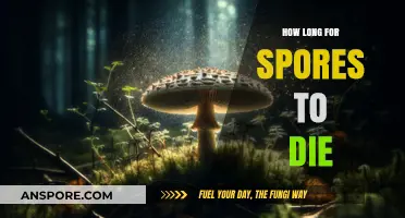Understanding Spores: How Long Does It Take for Them to Die?