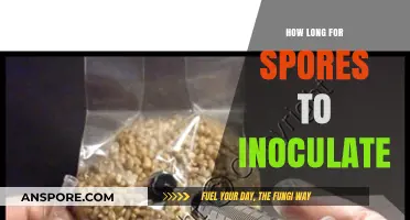 Understanding the Timeframe for Spores to Inoculate Substrates Effectively