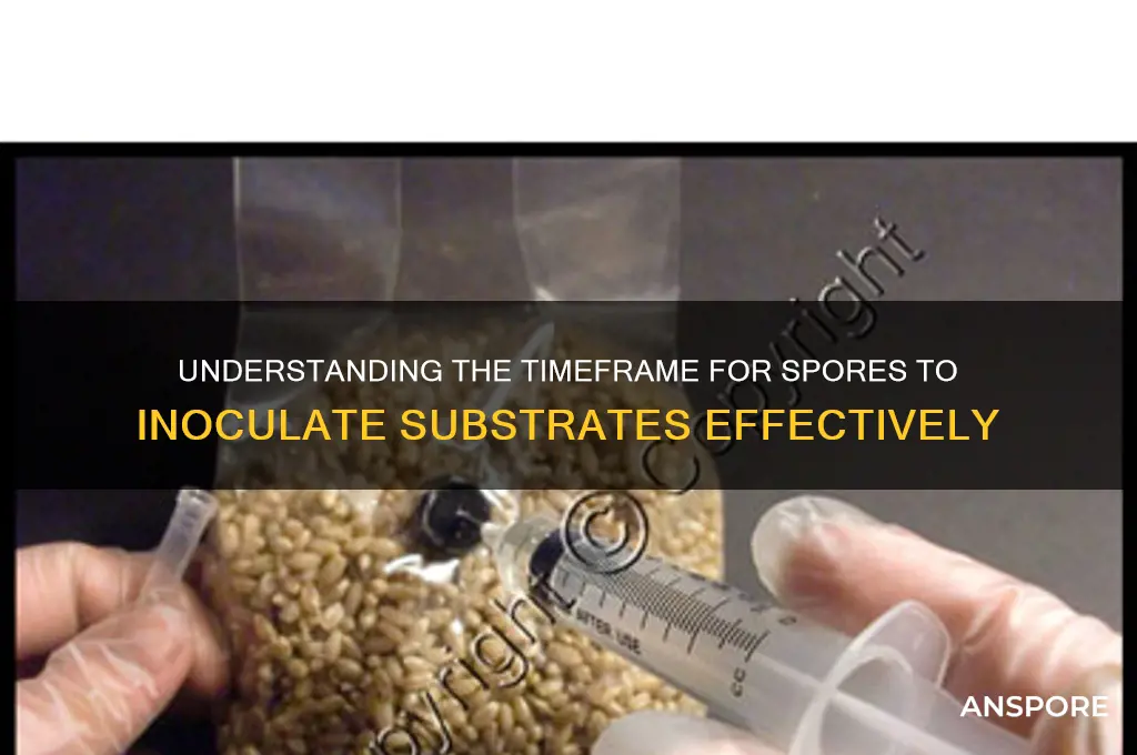 how long for spores to inoculate