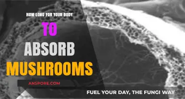 Mushroom Absorption: Understanding How Your Body Processes Fungi Over Time