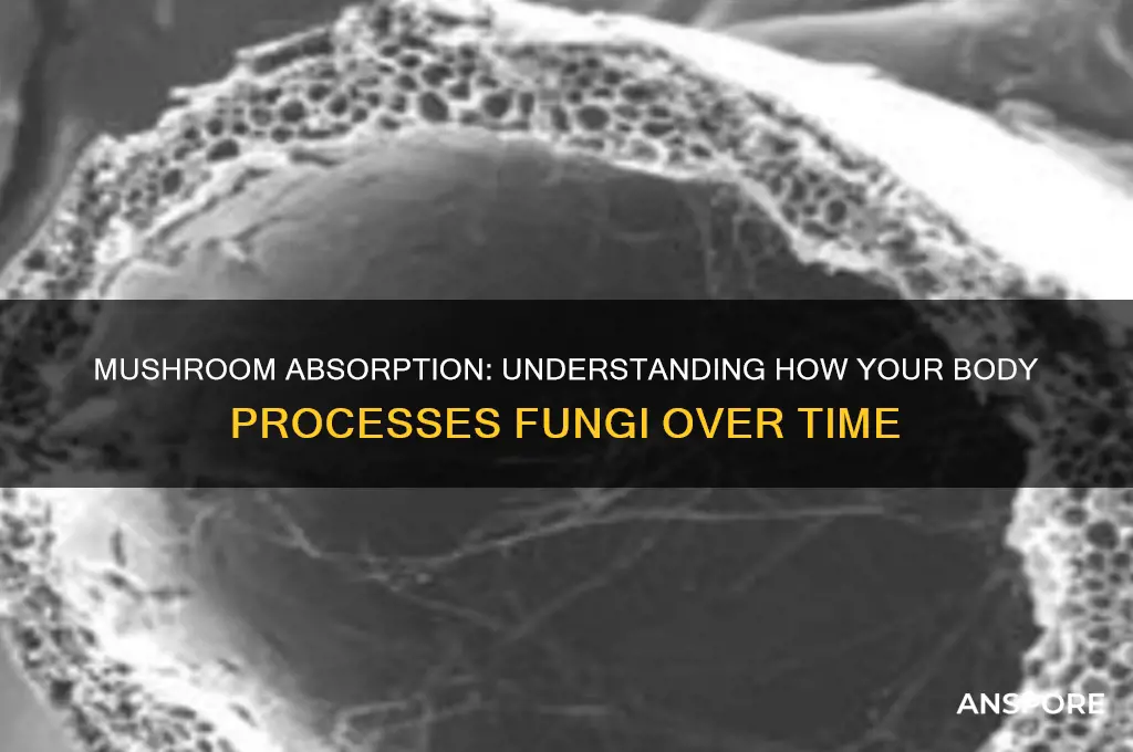 how long for your body to absorb mushrooms
