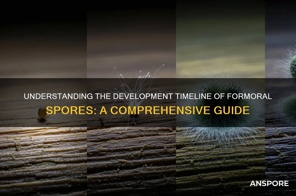 how long formoral spores to develop