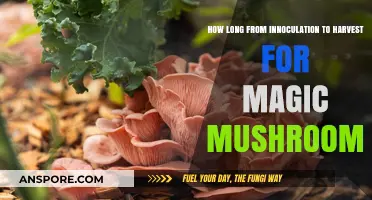 Magic Mushroom Cultivation: Inoculation to Harvest Timeline Explained