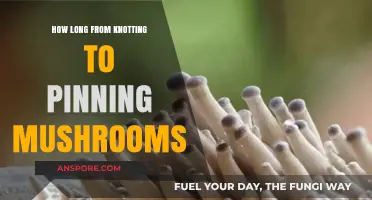 Mushroom Growing Timeline: Knotting to Pinning Stages Explained