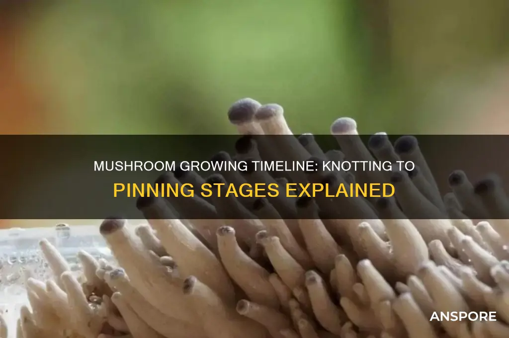 how long from knotting to pinning mushrooms