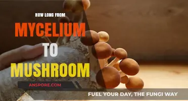 Mycelium to Mushroom: Understanding the Growth Timeline for Optimal Harvest