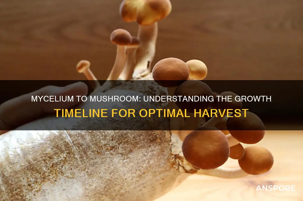 how long from mycelium to mushroom