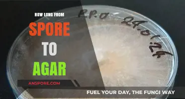 From Spore to Agar: Understanding the Optimal Timeframe for Growth