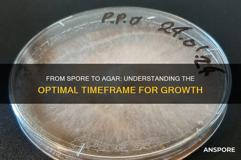 how long from spore to agar