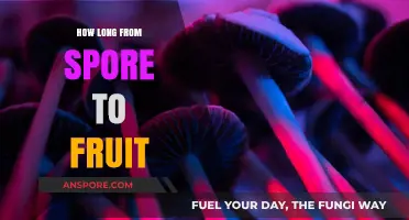 From Spore to Fruit: Understanding the Mushroom Growth Timeline