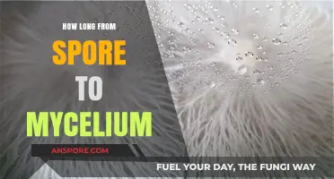 Spore to Mycelium: Understanding the Growth Timeline for Fungi