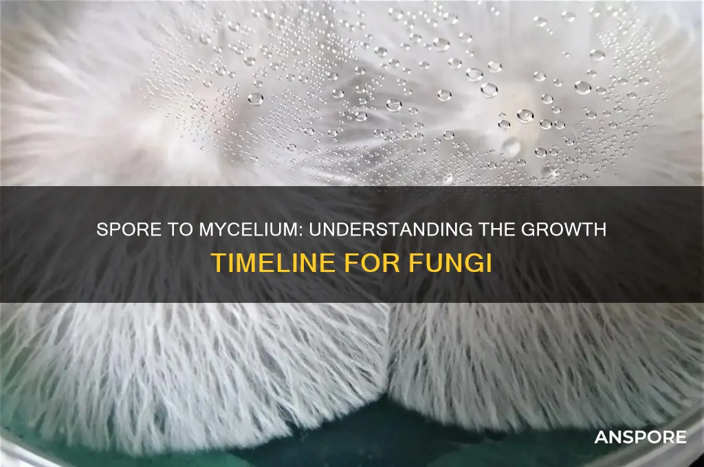 how long from spore to mycelium