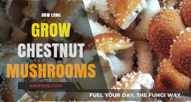 Growing Chestnut Mushrooms: Optimal Timeframe and Cultivation Tips