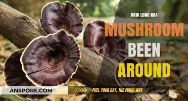 Unveiling the Ancient Origins of Mushrooms: A Timeless Fungal Journey