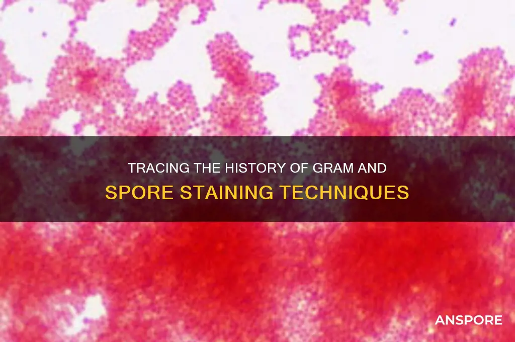 how long have gram staining and spore staining been around