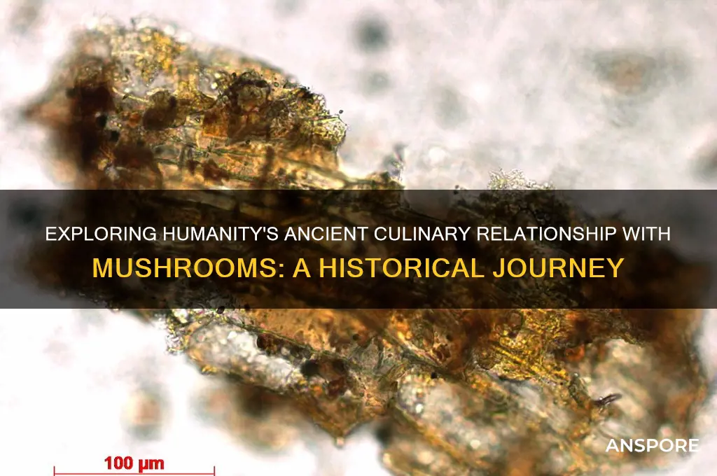 how long have humans been eating mushrooms