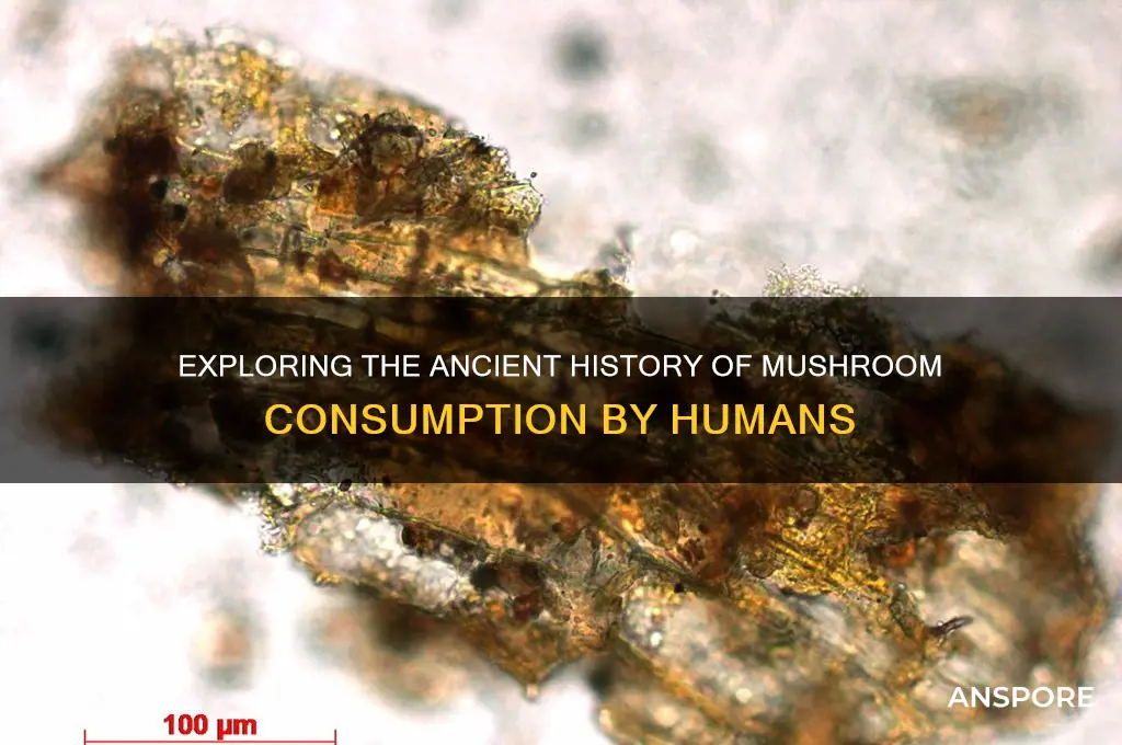 how long how people eaten mushrooms