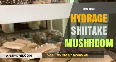 Hydrage Shiitake Mushroom Shelf Life: Storage Tips for Freshness